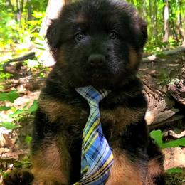 Blue Collar - Male - Black and red male German Shepherd puppy in Charlotte, North Carolina from Zuflucht K9s