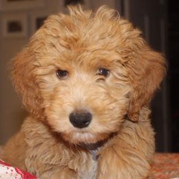 Assorted Doodle Crosses Puppies from Goldens and Doodles