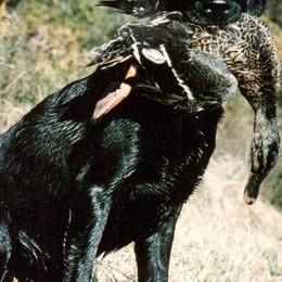 English Cocker Spaniels and Labrador Retrievers from Rosebriar Kennel