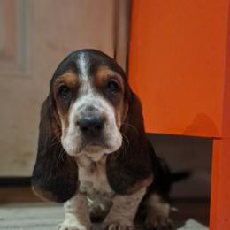 Basset Hound and Beagle Puppies from Orange Mountain Basset Hounds & Beagles