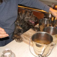 Lurcher and Saluki Puppies from Ashir Kennels