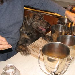 Lurcher and Saluki Puppies from Ashir Kennels