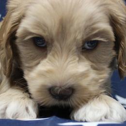 Yellow collar Whiskey - Caramel male Australian Labradoodle puppy in Provo, Utah from EllsWORTH Labradoodles LLC