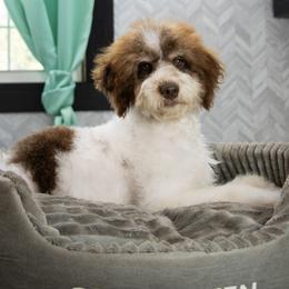 Mocha - In Training - Brown and white male Bernedoodle puppy in Youngstown, Florida from Wonderland’s Boujie Kennels