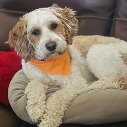 Goldendoodles from West Texas Country Doodles