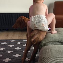 Vizsla Puppies from Firestone Vizslas