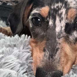 Dachshunds and Rottweilers from Chelsea Woolley