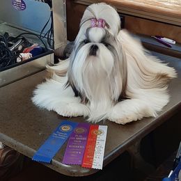 Shih Tzu All Grown Up from Journie Shih Tzu