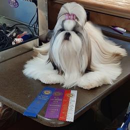 Shih Tzu All Grown Up from Journie Shih Tzu