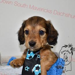 Tiny - Red male Dachshund puppy in Seminary, Mississippi from Down South Mavericks Dachshunds