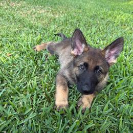 Army - Sable male German Shepherd puppy in Inverness Highlands South, Florida from Von der Tetiaroa German Shepherd dogs