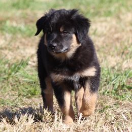 Australian Shepherd Puppies from Vistar Aussies