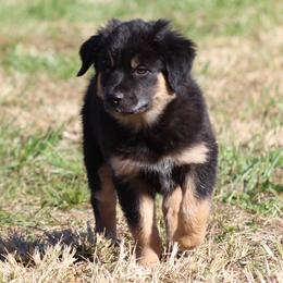 Australian Shepherd Puppies from Vistar Aussies