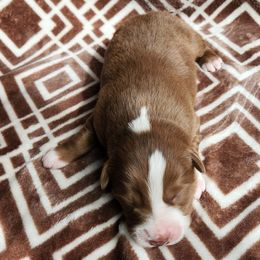Luna - Red & white Australian Shepherd puppy in Cook, Minnesota from RL Australian Shepherds