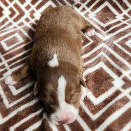 Luna - Red & white Australian Shepherd puppy in Cook, Minnesota from RL Australian Shepherds