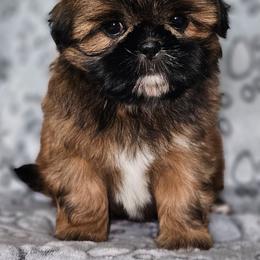 Female - Red female Shih Tzu puppy in Dixon, Illinois from Sharon's Pups