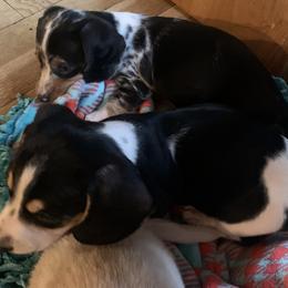 Dachshund Puppies from Sassafras Dachshunds
