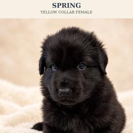 Yellow Collar Female, Spring - Black female Shiloh Shepherd puppy in Griffin, Georgia from Orchard Hills Shilohs