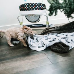 Goldendoodle and Golden Retriever Puppies from Poofy Puppies