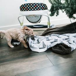 Goldendoodle and Golden Retriever Puppies from Poofy Puppies
