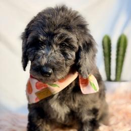 Frosty - Merle female Goldendoodle puppy in Fort Collins, Colorado from Front Range Family Doodles
