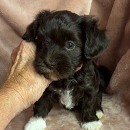 Cocoa - Chocolate female Havanese puppy in Maryville, Missouri from Dreamworks Havanese