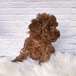 Kimi (AKC) - Red  female Poodle puppy in Riverside, California from Red Toy Poodle World
