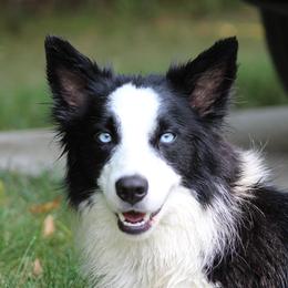 Honor  - Border Collie