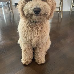 Goldendoodle Puppies from Lykeable Farms