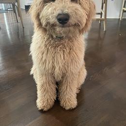 Goldendoodle Puppies from Lykeable Farms