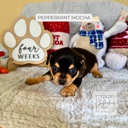 Peppermint Mocha - Black and tan male Chihuahua puppy in Woodstock, Georgia from iChihuahuas Kennel