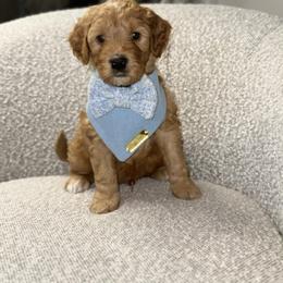Rowan - Red  male Goldendoodle puppy in Layton, Utah from Gracious Doodle Dogs