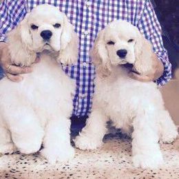 Cocker Spaniel Puppies from Lomapoint Cockers