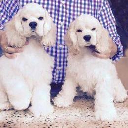Cocker Spaniel Puppies from Lomapoint Cockers