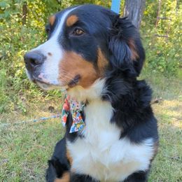 Louise - Bernese Mountain Dog