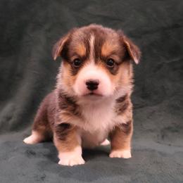 America - Black and tan female Pembroke Welsh Corgi puppy in Arcanum, Ohio from Weissway Corgis