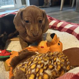 Red - Red male Dachshund puppy in Paso Robles, California from Nicole's Dachshunds