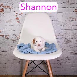 Shannon - Parti female Goldendoodle puppy in Calhoun, Georgia from Happy Top Doodles