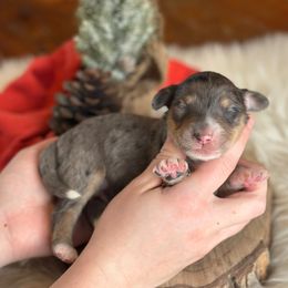 Scott - Blue merle male Aussiedoodle puppy in Lancaster, Minnesota from Finney Ranch