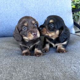 Dachshund Puppies from Cotton Hill Dachshunds
