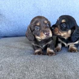 Dachshund Puppies from Cotton Hill Dachshunds
