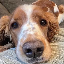 Echo - Welsh Springer Spaniel
