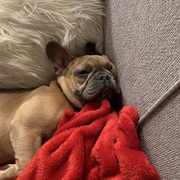 French Bulldog Puppies from EMF