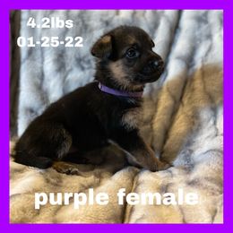 German Shepherd Puppies from Dady Shepherds