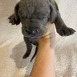 Great Dane Puppies from Parker's Great Danes