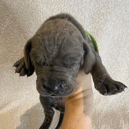 Great Dane Puppies from Parker's Great Danes