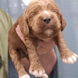 Green Collar Male - Red male Cockapoo puppy in Mocksville, North Carolina from Hunting Creek Farms