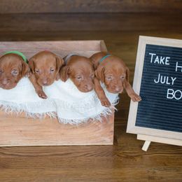 Vizslas from Wilkes Family Vizslas