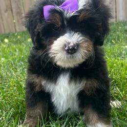 Birdo-Purple - Tri-color female Bernedoodle puppy in Casper, Wyoming from 307 Doodles