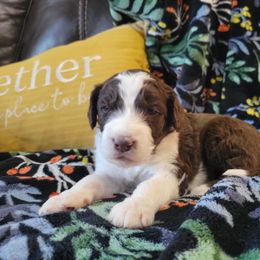 Aussiedoodle and Poodle Puppies from J&RAussiedoodles